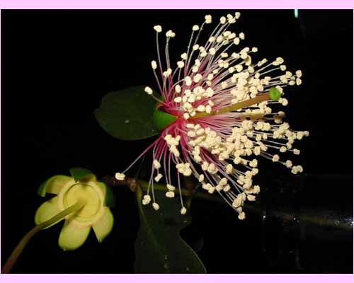 ベニマヤプシキの花